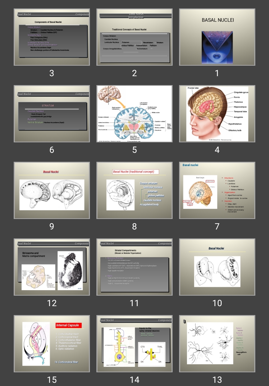 پاورپوینت BASAL NUCLEI