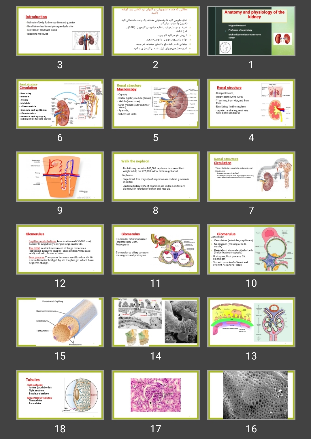 پاورپوینت آناتومی کارکردی و فیزیولوژی دستگاه ادراری Anatomy and physiology of the kidney