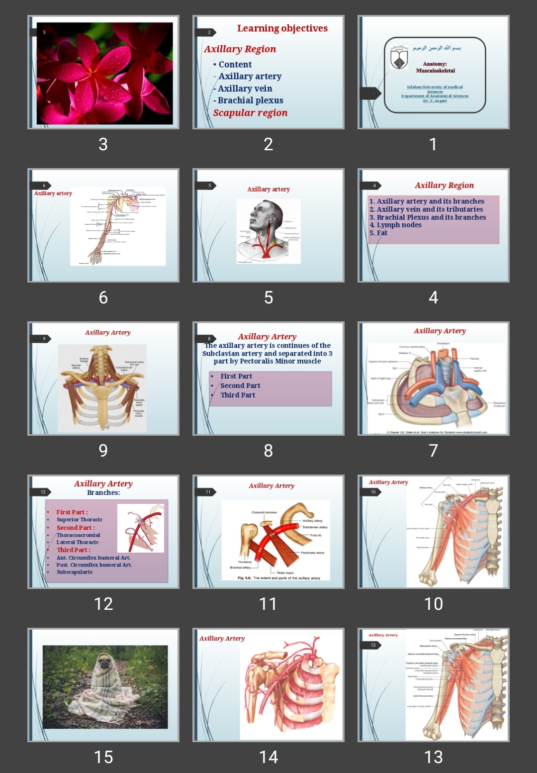 پاورپوینت اسکلتی عضلانی (Axillary Artery, vein and lymph nodes)