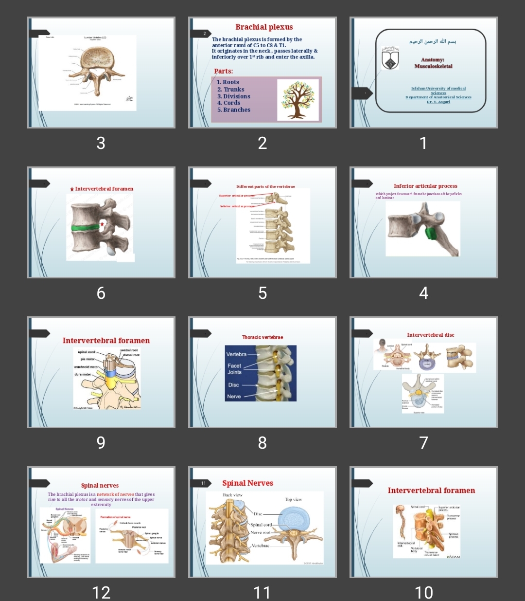 پاورپوینت اسکلتی عضلانی (Brachial plexus)