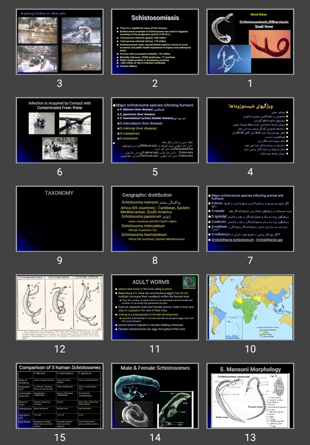 پاورپوینت شیستوزوما Schistosomes