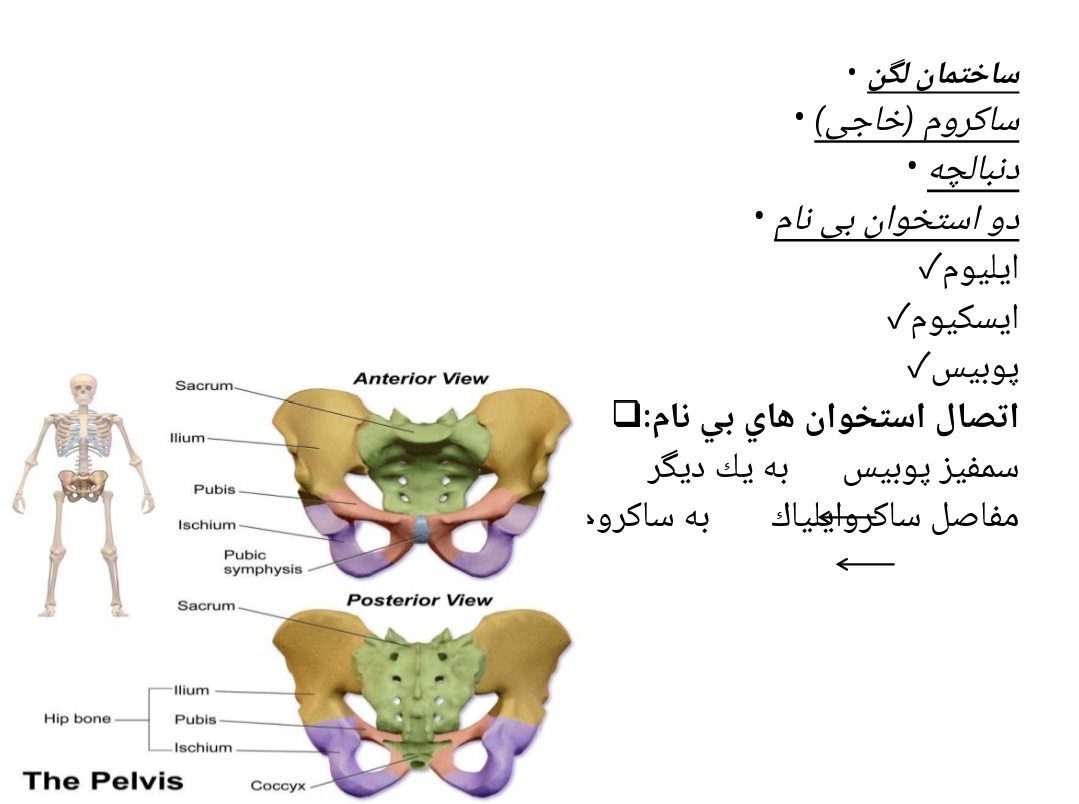 پاورپوینت فیزیولوژی لگن