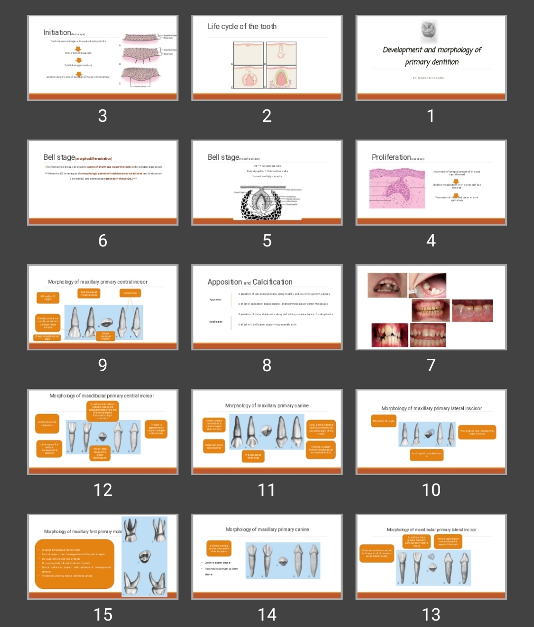 پاورپوینت Development and morphology of primary dentition