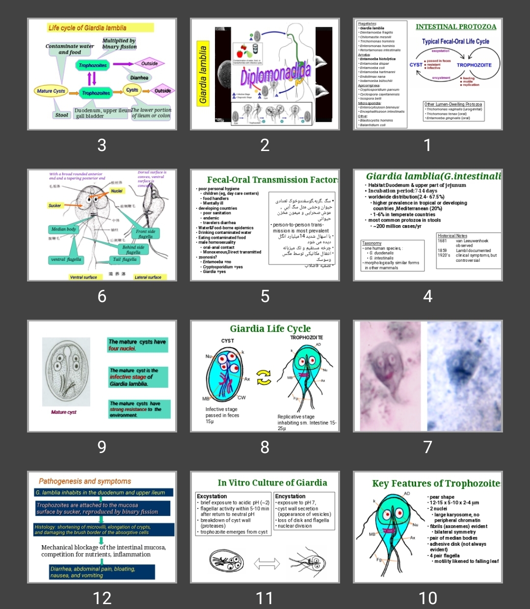 پاورپوینت Giardia