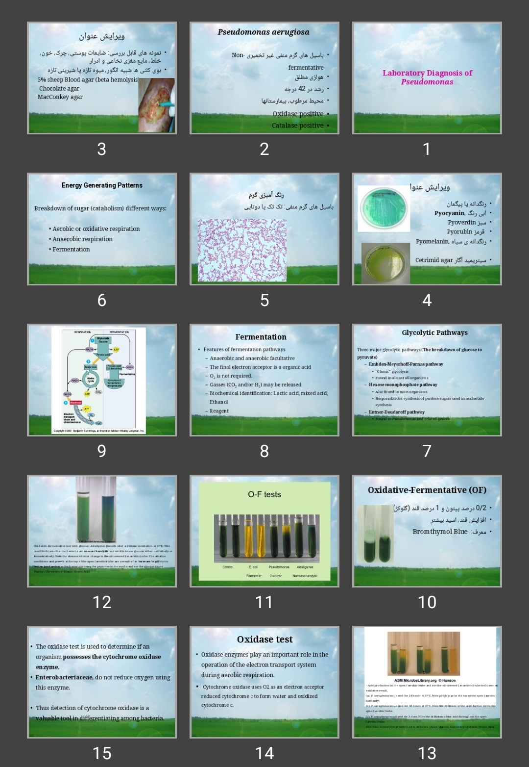 پاورپوینت Laboratory Diagnosis of Pseudomonas