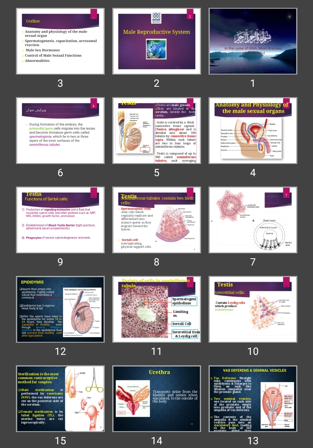 پاورپوینت Male Reproductive System