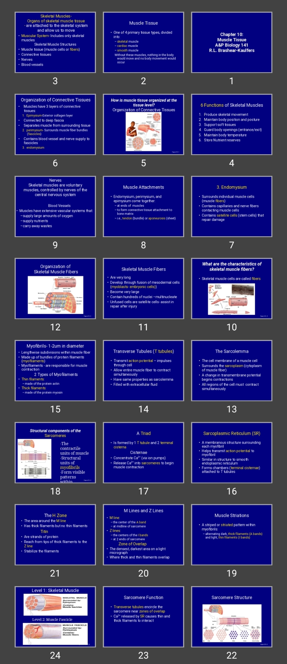 پاورپوینت Muscle Tissue