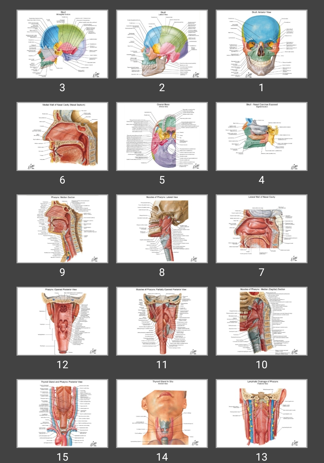 پاورپوینت Respiratory system دستگاه تنفسی